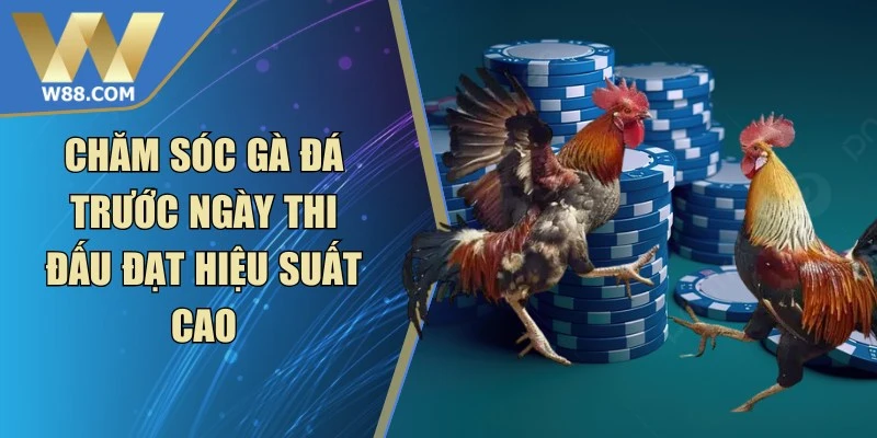Chăm Sóc Gà Đá Khi Chuẩn Bị Thi Đấu